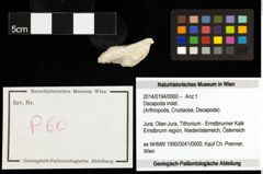 Foto (Objekt + Etiketten) von Decapoda indet. 